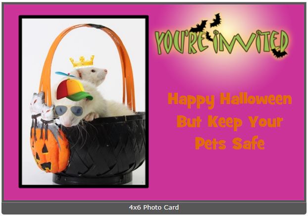 4X6 Halloween photo card with image of ferrets in a Halloween basket. Yext 