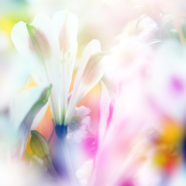 Photograph of flowers taken with blur filter.